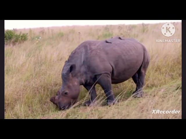 Мы родились в Сибири//Лелик,все пропало//обзор канала смотреть онлайн