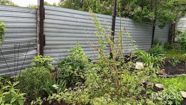 делю тую пополам/новые посадки/маришкины заботы