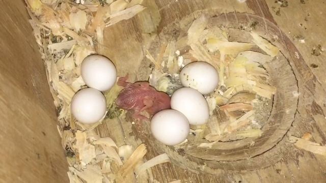 Newly Hatched Baby Budgie/Parakeet Chick(Oliver And Bugles)(Волнистых попугаев) смотреть онлайн