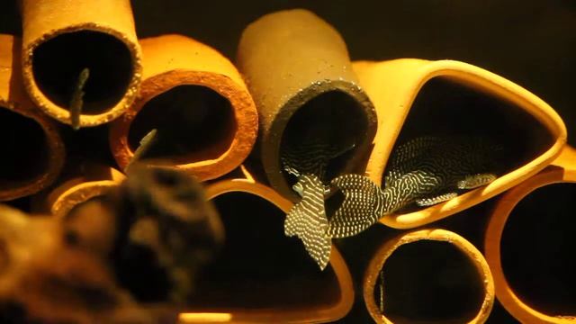 Hypancistrus sp L260 смотреть онлайн