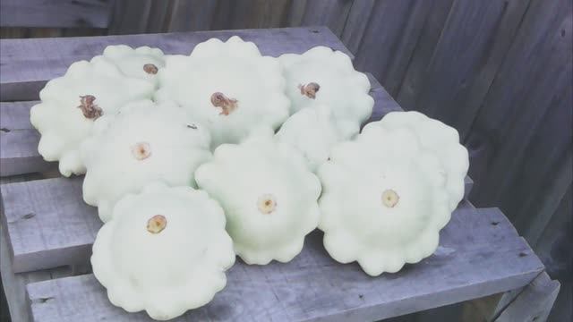 Патиссоны от А до Я. Всё о выращивании патиссонов.