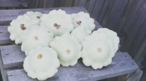 Патиссоны от А до Я. Всё о выращивании патиссонов.