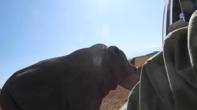UNFORGETTABLE EXPERIENCE - The Last 2 Northern White Rhinos on Earth смотреть онлайн