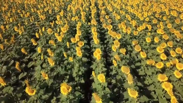 Я тебя люблю! смотреть онлайн