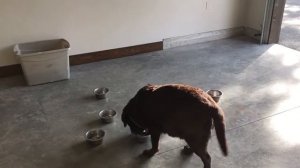 Chocolate Labrador goes bowling