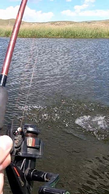 I Caught A Surprise Walleye While Fishing In A Pike Stream #shorts #walleye #fishing