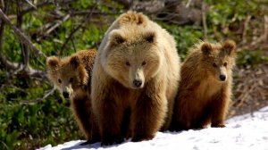 Николай Емелин-Моя Родина-Сибирь(1080p)