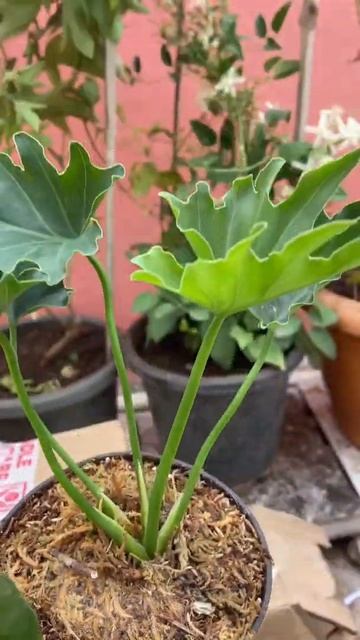 wishlist plants from@little jungle #youtube #shorts #short #love #video #youtubeshorts #nature #lik смотреть онлайн