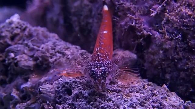 Karabas baligi Tripterygion melanurum смотреть онлайн