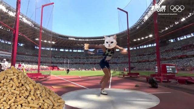 Типичный кот