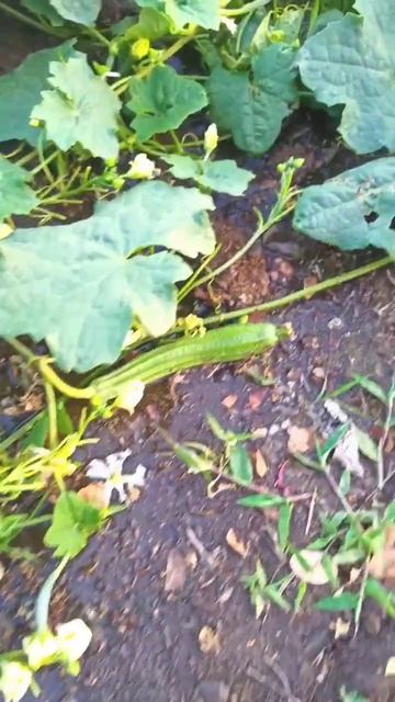Vegetable Harvest Fresh From Farm #satisfying #shorts смотреть онлайн