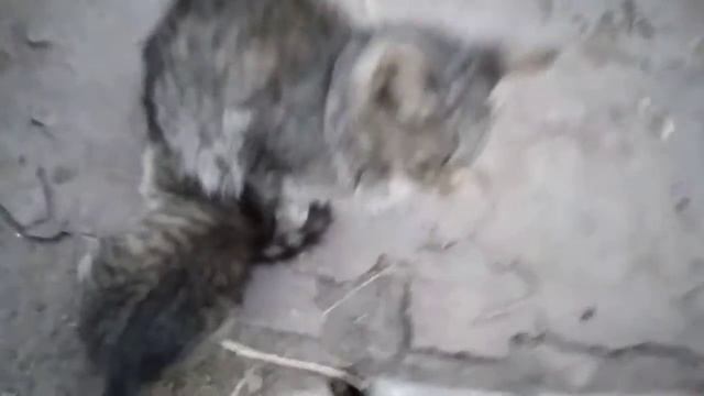 СМЕШНОЕ ВИДИО, ВОТ ТАК КОТЯТА. смотреть онлайн
