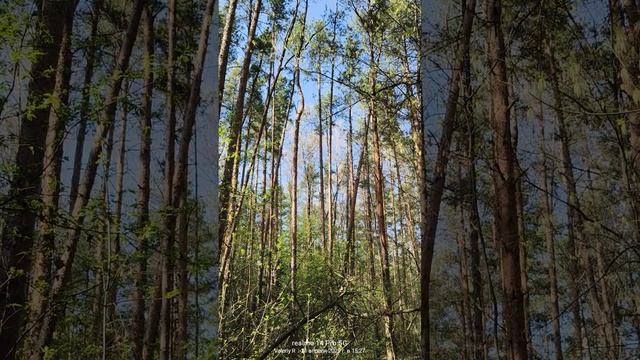 Подмосковный лес. #shorts смотреть онлайн