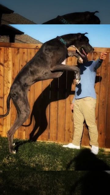 Great Dane Zeus named world's tallest dog by Guinness Records#shorts #facts смотреть онлайн