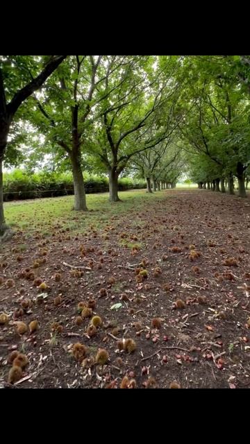 Chestnut Season Returns! #Outdoors #Hiking #Nature #Weekend #Walking #NewZealand #AWALKER 🚶♀️9 смотреть онлайн