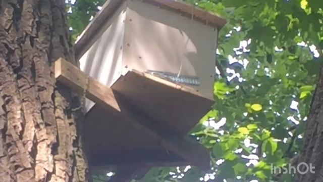 Ловушки для пчёл!!! смотреть онлайн