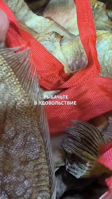 Вяленого ерша отправляю по регионам России.