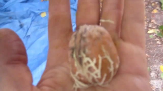 Как созревает грецкий орех | Для чего нужны зеленые оболочки смотреть онлайн