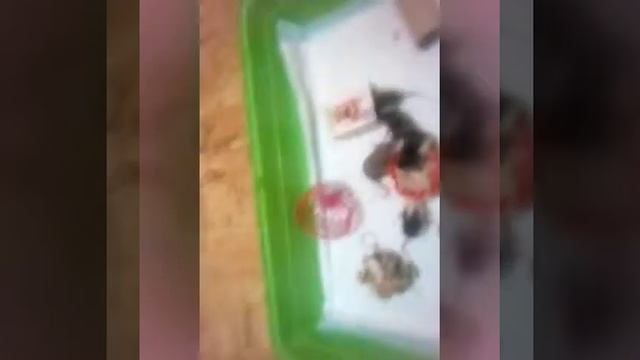 Как растут крысята смотреть онлайн