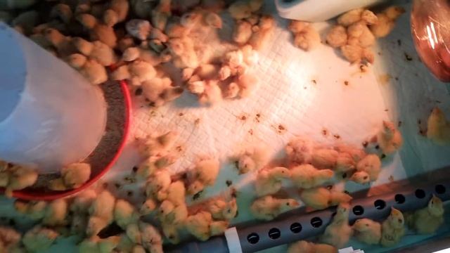 Суточные техасцы и селадоны.