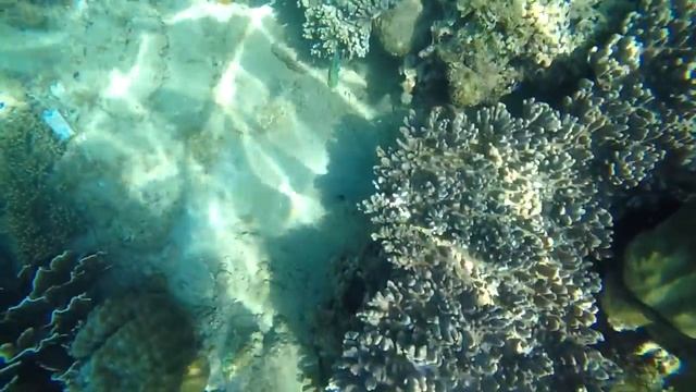 Diving | Hon Mun Island (Nha Trang, Vietnam)