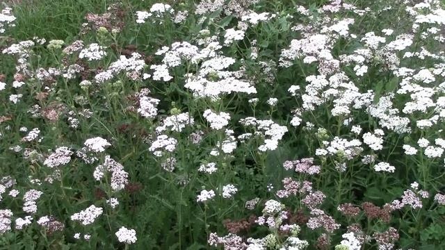 Yarrow (Achillea Millefolium) In Mid August