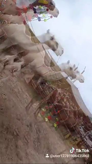 Model Cattle Market FsD 2019 Camel Market/qurbabi