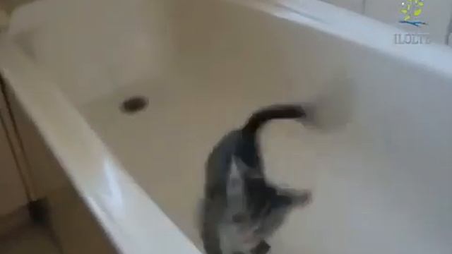 Самые смешные кошки Забавные кошки Видео про кошек смотреть онлайн