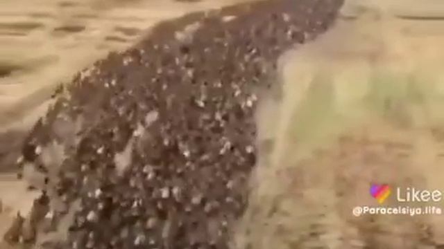 🦆Утиный патруль вТаиланде уток выпускают на поля после уборки урожая,чтобы они питались вредителями смотреть онлайн