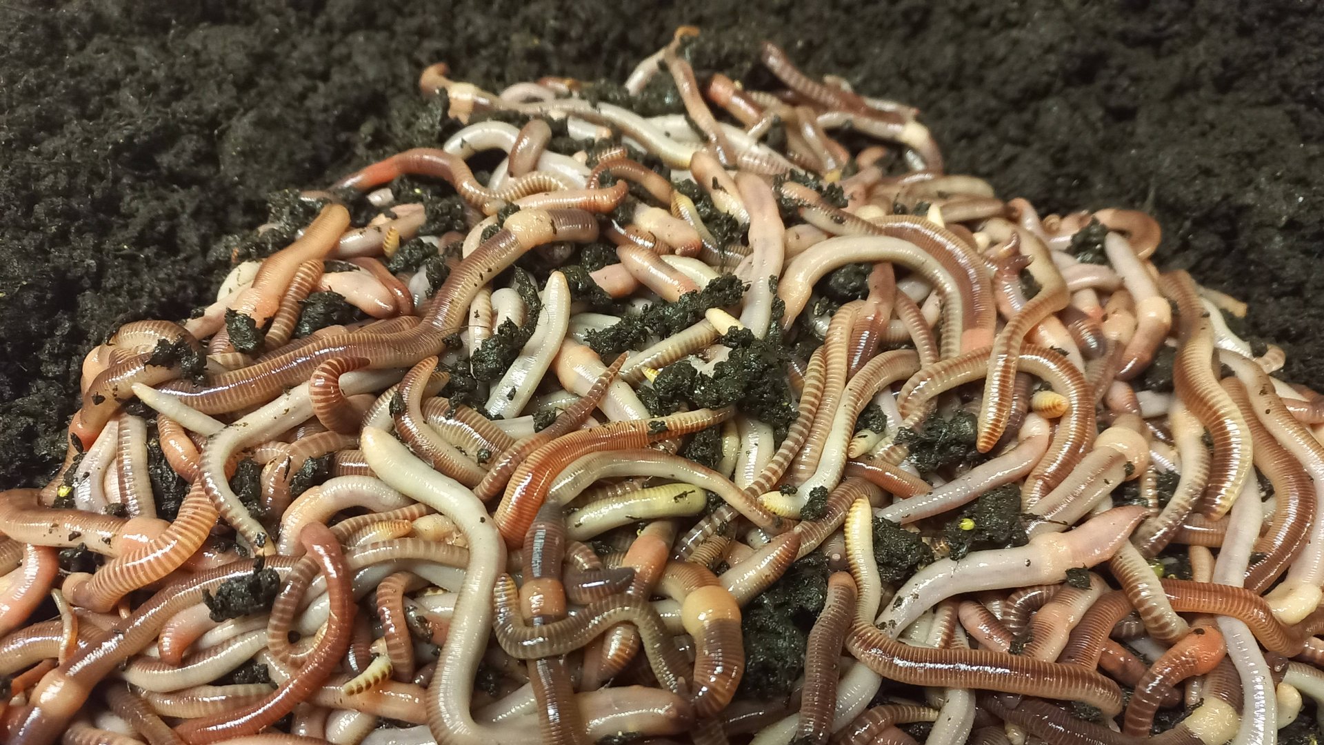 Бизнес на червях-продажа биогумуса
