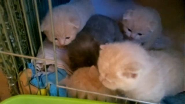шотландские котяточки возраст 2,5недели. смотреть онлайн