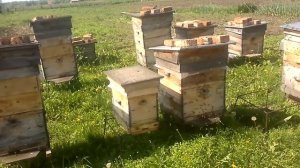Технология применения Апироя.5 й рой.