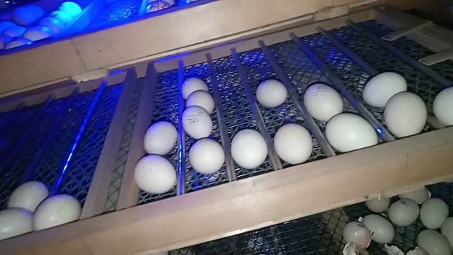 ayam cemani chicks hatching smart Farming at Home fancy hen смотреть онлайн
