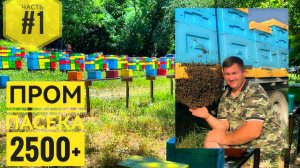 Пром#пасека Андрея Бодяна 2500+ пчелосемей (Часть 1)