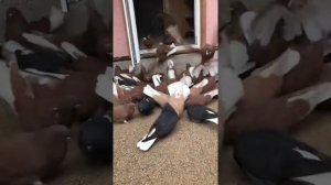 Николаевские голуби . Андрей Одесса