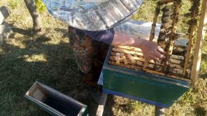 СТАРТ вывода маток 2025