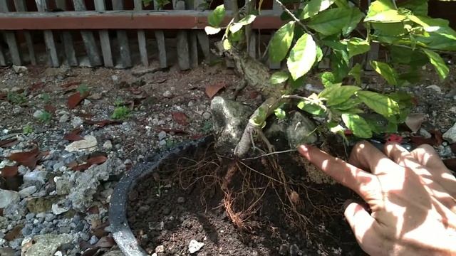 Sisa akar serut,3 bulan jadi on the rock#bonsai#serut#ontherock смотреть онлайн