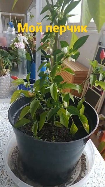 Домашний Перец #shorts #перец смотреть онлайн