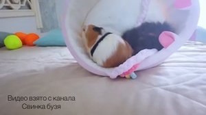 ВЕРЫ из КАНАЛА Свинка Бузя БОЛЬШЕ НЕТ ! Свинка Бузя и Кузя ПЛАЧУТ!!!