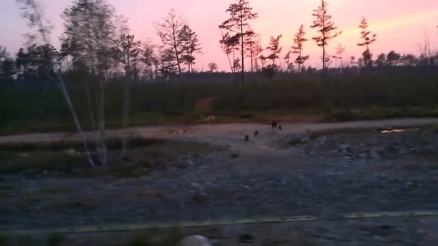 Большая редкость три медвежонка смотреть онлайн