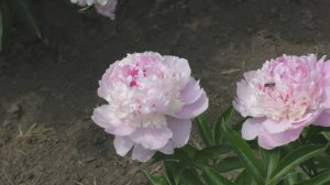 Видео Angel Cheeks