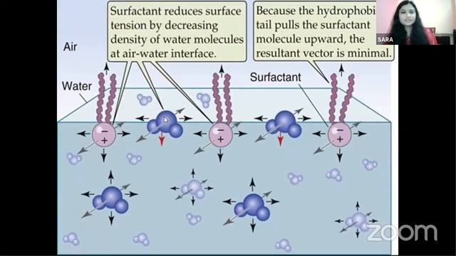 Physiology | Respiratory System | Ventilation & Spirogram смотреть онлайн