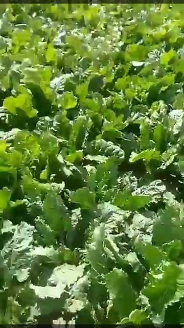 Сахарная свёкла. Что выходит когда нет контроля? смотреть онлайн