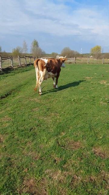 продам корову 28.04.23г