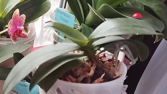Давно мы с вами не встречались//Решила сделать обзор орхидей//Присоединяйтесь!!!😉😊🌺🌺🎈🎈29.03.24