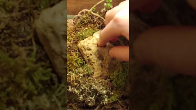 живородящие ящерицы https://max.ru/join/L0FCLVwHOx3KVWAGswxl0SManA8S3ztSjl55GBPn7eo мой новый мах