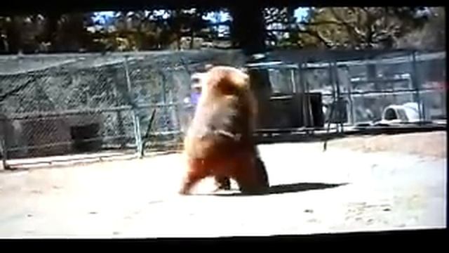 fatal bear attack смотреть онлайн