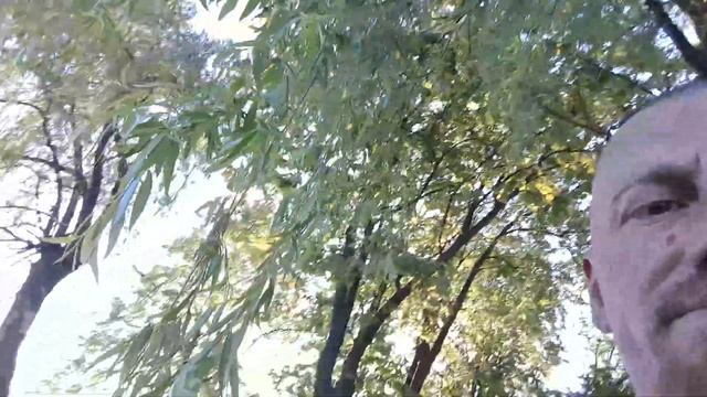 Відпочиваю коло озера. Кормлю лебедя...! #клинокавтора #коломияозеро смотреть онлайн