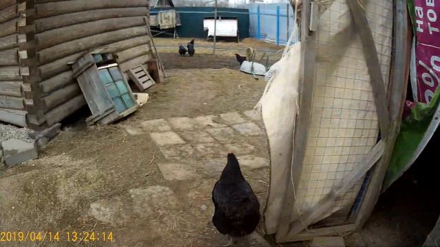 Скоро будут индоутята или нашёл два гнезда индоутки.