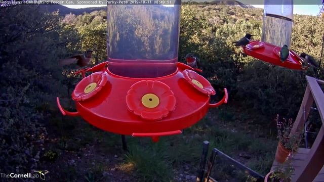 Hummingbird Feeding Frenzy On October Morning In West Texas – Oct. 11, 2019 смотреть онлайн